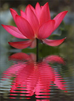 astrologyreadings:  The analogy of the lotus is worth considering.