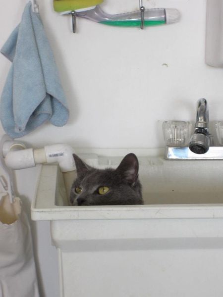    Canadian, Cat-Loving Tumblrers, I need your attention, please. To the Canadian cat lovers of Tumblr, from Ontario; the Valleyfield SPCA is giving out free cats due to the over-population within their establishment. One-hundred cats are being given