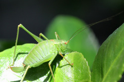 Speckled Bush Cricket, Garden, Warwickshire by Andy_Hartley on