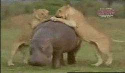 onlylolgifs:  God damn lions trying to eat me again. 
