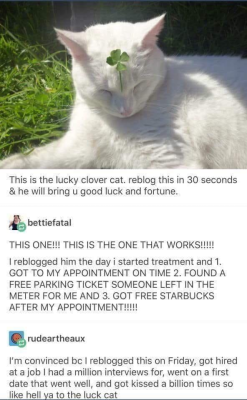 lolmemez:  Reblog Lucky Cat