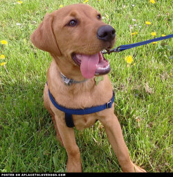 aplacetolovedogs:  Gorgeous Fox red Labrador puppy Bear 19 weeks