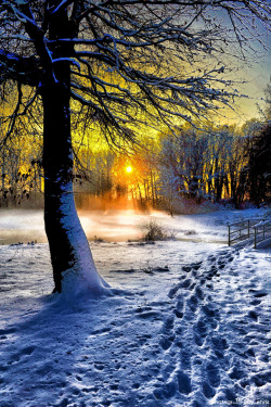 tinnacriss:  (via Winter by Chris Pellaers / 500px) 
