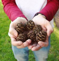 @conmayn 💞  #hands #pinecone #trees #nature #springtime #grass