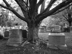 taphophilia:Cemetery Tree by Mr. Ducke on Flickr.