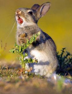 lagomorhpic:  Photographer Kevin Sawford captured this rabbit