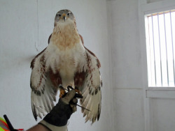 kappapond:   An extremely beautiful male Ferruginous Hawk. I