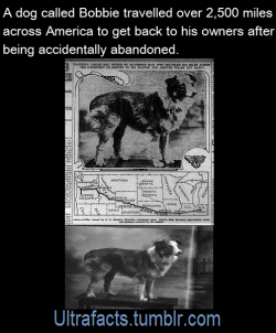 ultrafacts:Bobbie the Wonder Dog (1921–1927) was a dog from