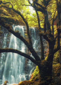 dranilj1:  A Waterfall in the Forest 