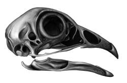 damaximosguyart:  Gallus gallus  Chicken skull! 