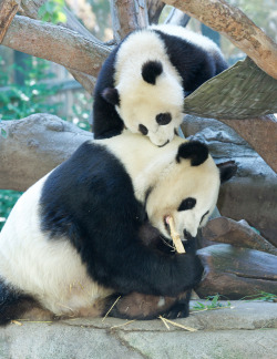 giantpandaphotos:  Bai Yun and her son Xiao Liwu at the San Diego