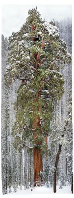 Sleeping giant (Sequoia National Park, California)
