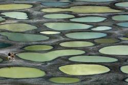 terra-mater:Spotted lake, Canada  Covering 38 acres of the Osoyoos