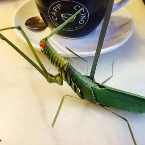 Hangin out #barcelona #spain #coffee #travel #plantbug