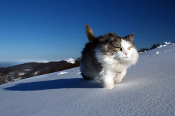 kitten-pictures:  Cat on a snowy mission