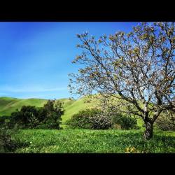 #eastbay #eastcounty #antioch #hills #hike #blackdiamondminesregionalpreserve