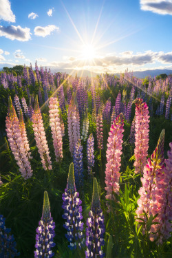 earthunboxed:  Field of Lupins in South Island, New Zealand |