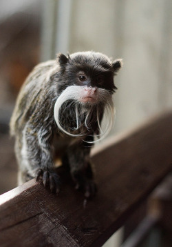 animals-plus-nature:  Emperor Tamarin at ZSL London Zoo by Sophie