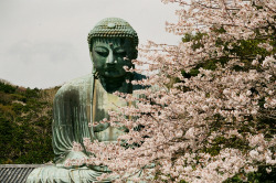 japan-overload:  鎌倉大彿, 櫻花, 高徳院, 鎌倉, 日本,