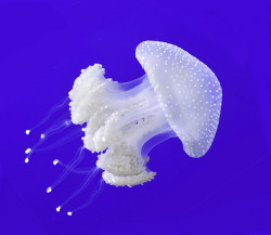 Angel in deep blue (White-spotted Jellyfish, found in the warm tropical waters of the Western Pacific)