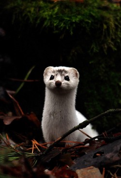 magicalnaturetour:  Weasel by ShaG :)