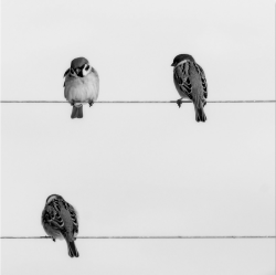 gacougnol:  Ludmila EspiaubeThree Sparrows  Hokkaido 