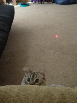 cuddlepunch:  This just in: he’s figured out where the laser