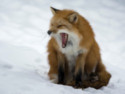 everythingfox: Omg he screm, someone save us Photo by Unknown