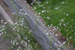 fluohral:  Baby’s breath bridge 