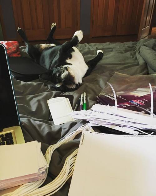 <p>Sunday morning camp prep with my helper. I love this time - CBS Sunday Morning on in the background, thinking about all the fun people we’ll be welcoming in a few days. #nametags #checks #spreadsheets #nashvillemandolincamp #bostonterrier #flatnosedogsociety #mandolin  (at Fiddlestar)</p>