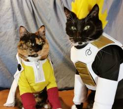 cat-cosplay:   No matter how strong you are, there is always