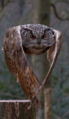 expression-venusia:  Owl in flight Expression 