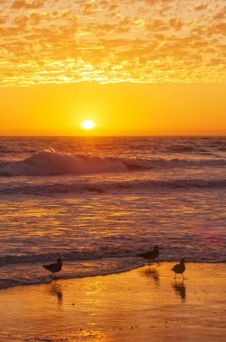0ce4n-g0d:  Sunset In Zuma Beach, CA by Rich Cruse