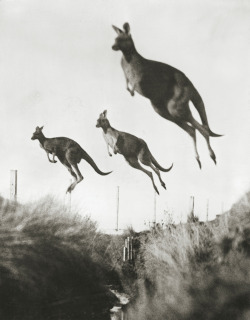  Kangaroos propel themselves with powerful hind legs. Australia,