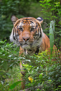 sdzoo:  Connor by day1953 The tiger is a stalk-and-ambush hunter,