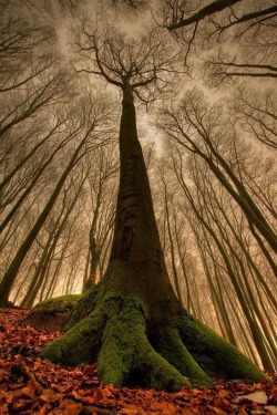 In the shelter of giants