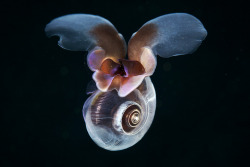 thelovelyseas:  Limacina antarctica (Swimming sea snail) by Alexander