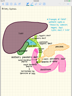 thegreatminimum:I’m quite proud of my anatomy drawings. (Done