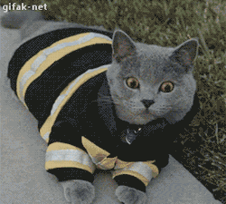 gifak-net:  Video:   Fireman Cat to the Rescue