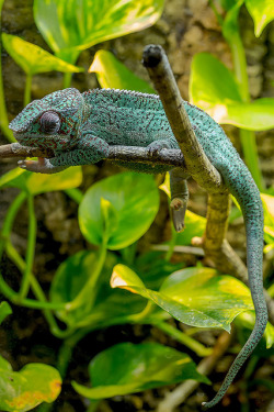 theanimaleffect:   Chameleon by Bent Tranberg on Flickr. 