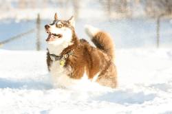 awwww-cute:  So my Husky takes snow abit too seriously