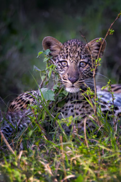 illest:  Leopard Cub | More