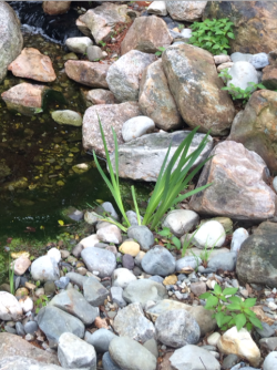 mayplants:  leafychild:   made a visit to the pond   leafychild: