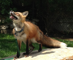 ssamdee:  And here’s the fox who visited LCAD yesterday! It