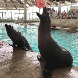 neaq:  One last #nationaldonutday post: The trainers made fresh