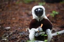 gilderoy:  RIP Jovian, or more commonly known on TV as Zoboomafoo.