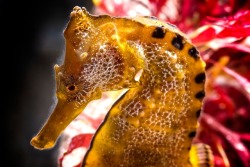 montereybayaquarium:    Let’s hear it for the Pacific seahorse!