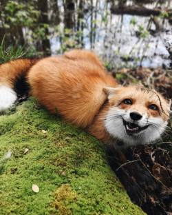 everythingfox:  Just hangin’ out in moss, doing fox things.