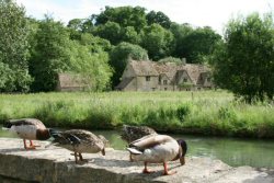 pagewoman:    Ducks by the River Coln, Bibury, Gloucestershire,