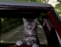 gameraboy:  Toonces, the Cat Who Could Drive a Car